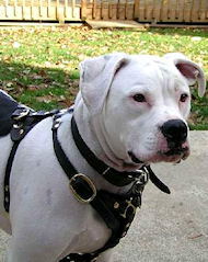 Tracking/Walking Leather American Bulldog Harness with Felt Padded Plate