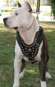 Amstaff-pitbull dog harness