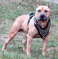 Amstaff Spiked leather dog harness