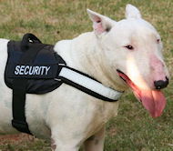 Englihs bull terrier walking dog harness with handle