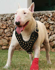 Studded leather dog harness for Bull Terrier
