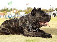 Tracking/Pulling Leather Cane Corso Harness