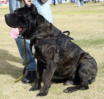Extra Lightweight Nylon Cane Corso Harness for Tracking/Pulling