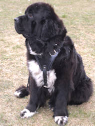 Newfoundland Leather Dog Harness for Training and Walking