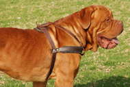 tracking dog harness for dogue de bordeaux