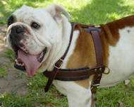 Tracking/Pulling Leather English Bulldog Harness