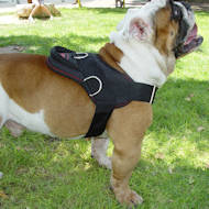 nylon dgo harness for english bulldog