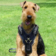 luxury Airedale Terrier dog harness 