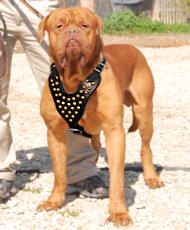 leather dog harness for Dogu De Bordeaux