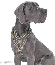 Royal Great Dane Harness Decorated wth Brass Studs
