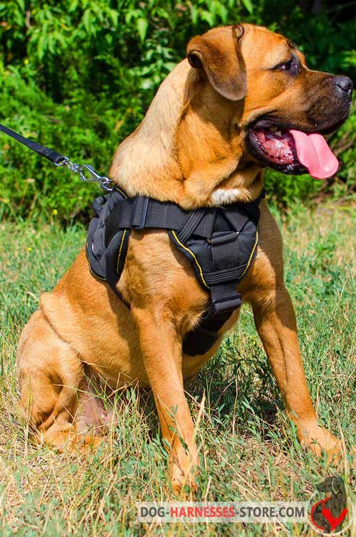  Tracking Cane Corso Harness Easy to Adjust