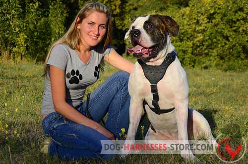 Easy Adjustable American Bulldog Harness Made of Leather