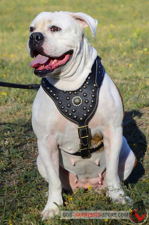  Adjustable American Bulldog harness for everyday use