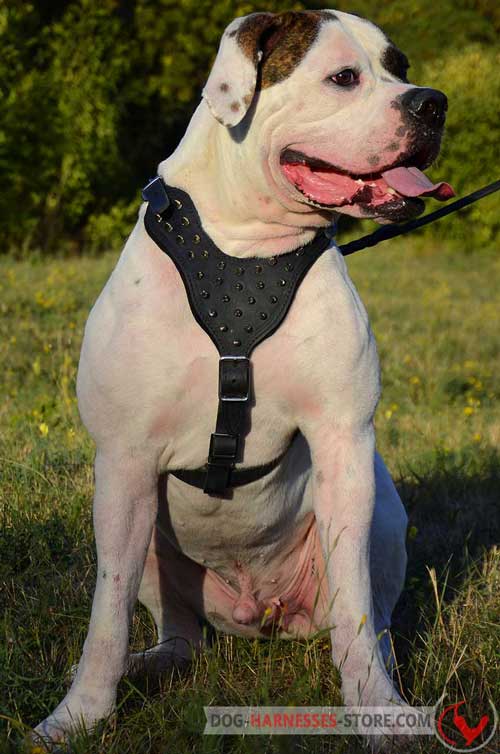 American Bulldog leather dog harness for comfy wearing