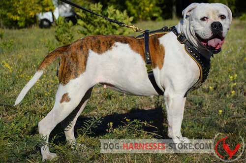 Leather harness for American Bulldog off-leash training
