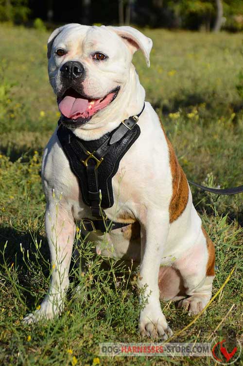 Padded on chest comfortable leather American Bulldog harness