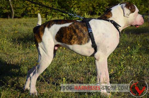 American Bulldog walking leather dog harness