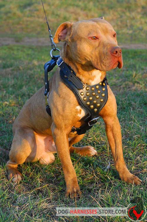 Leather American Pitbull Terrier Harness Easy to Adust