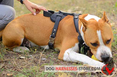 Amstaff Harness for Different Training Exercises