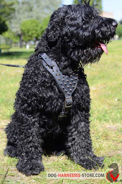 Y-shaped leather harness for Black Russian Terrier