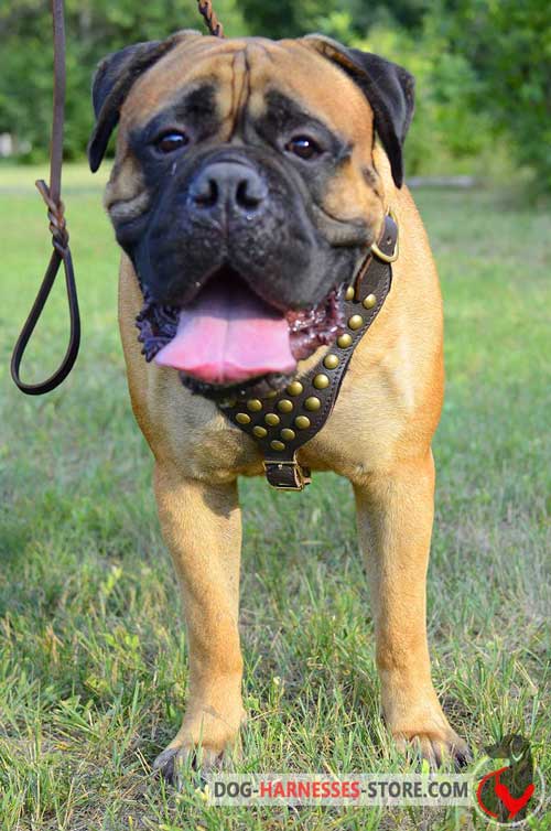 Leather Bullmastiff Harness with Studded Chest Plate