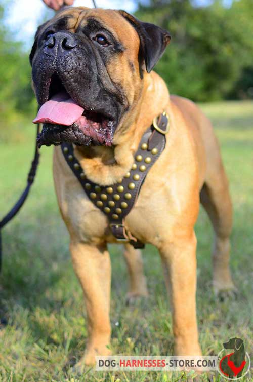 Leather Bullmastiff Harness Decorated with Studs