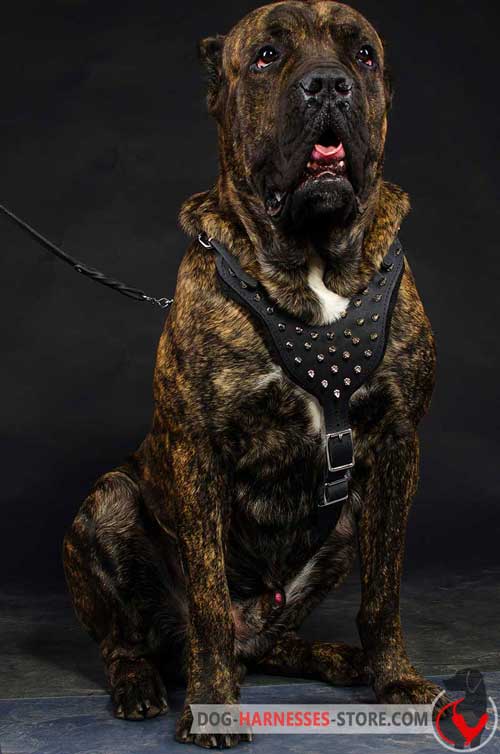  Spiked Cane Corso Harness 