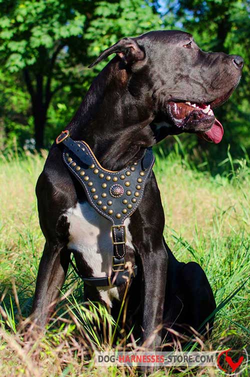 Designer leather dog harness with studs