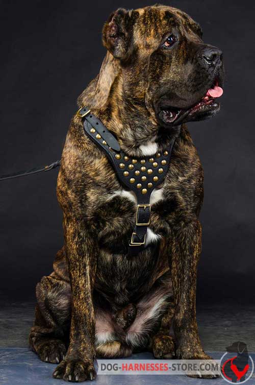 Leather Cane Corso Harness for Walking