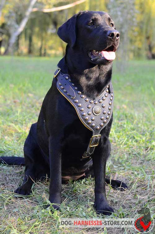 Fashion Labrador leather harness adorned with studs