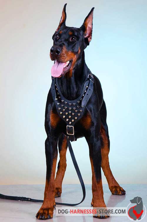 Doberman harness with Y-shaped chest plate