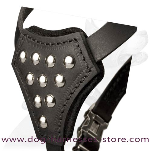 Y-shaped leather dog harness with nickel plated studs