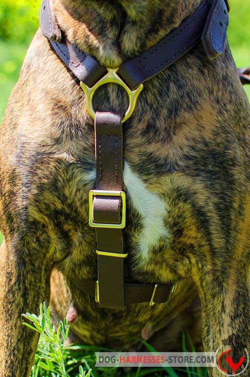 Dog harness without chest plate equipped with brass hardware