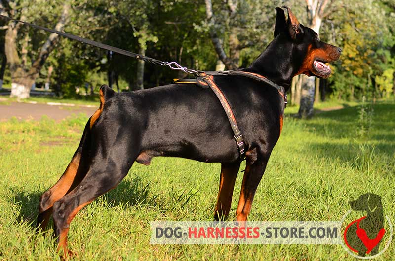 https://www.dog-harnesses-store.com/images/harnesses/Handmade-Doberman-harness-with-adjustable-straps-big.jpg