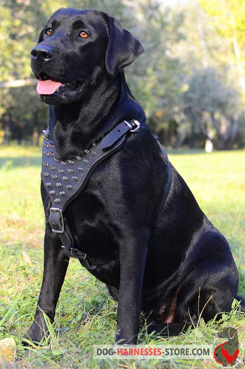 Premium Labrador Retriever harness with spiked chest plate