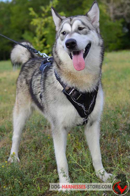 Leather Alaskan Malamute Harness Painted with Barbed Wire