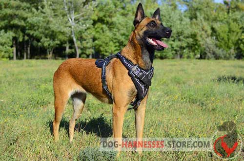 Barbed Wire Painted Belgian Malinois Harness Made of Genuine Leather