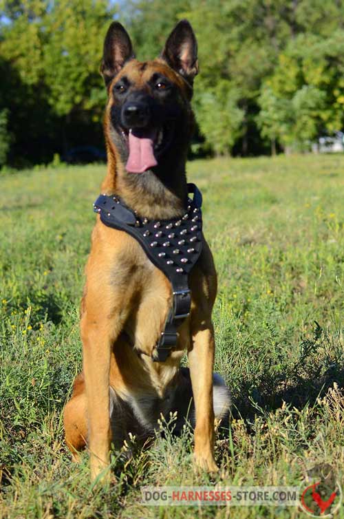 Comfortable Leather Belgian Malinois Harness Decorated with Spikes