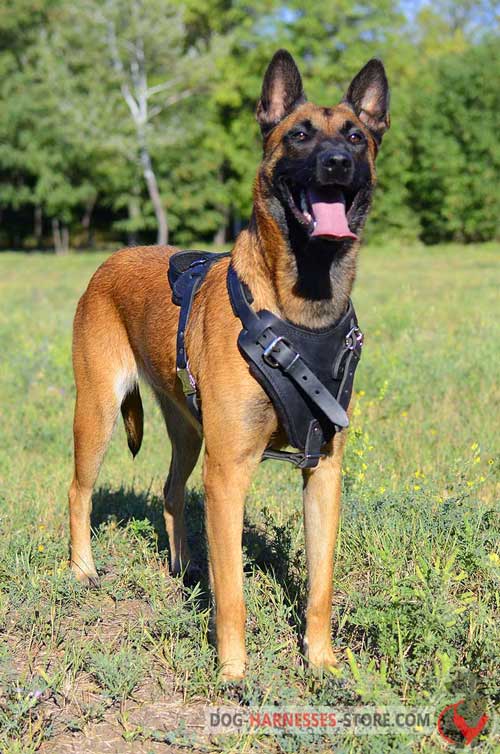 Extra Durable Leather Belgian Malinois Harness