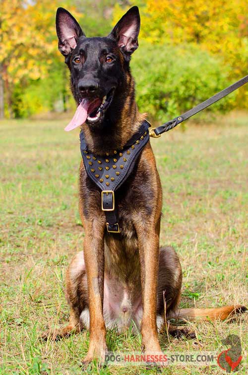 Comfortable Belgian Malinois leather dog harness for daily walking 