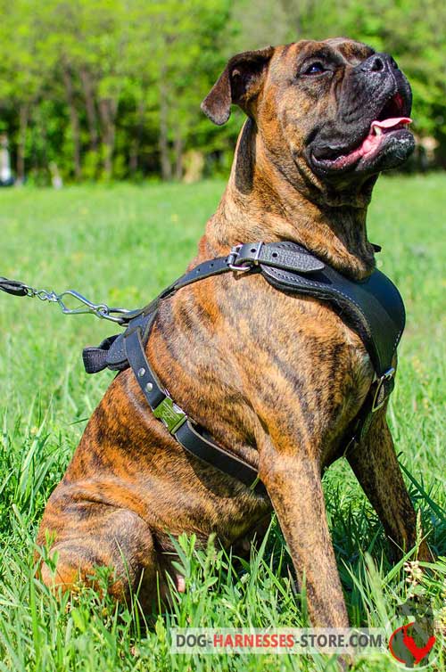 Leather Boxer harness with felt padded chest plate