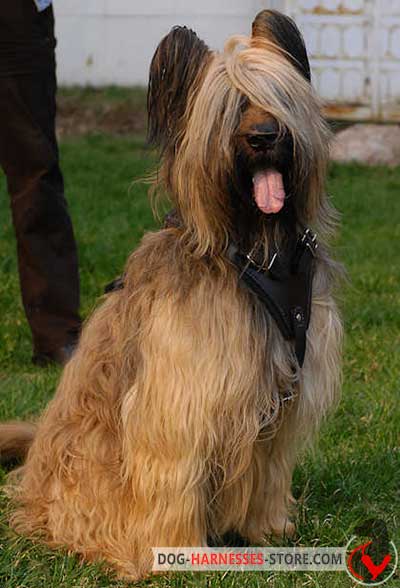 Quality Briard Harness for Comfortable Walking