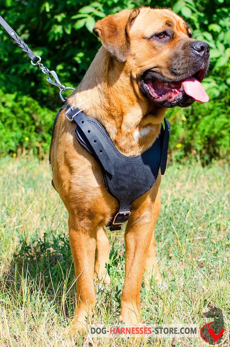 Padded Cane Corso Harness For Pulling