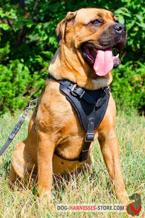 Padded Cane Corso Harness