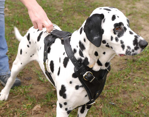Leather Dalmatian 【Harness】 with Padded Chest Plate