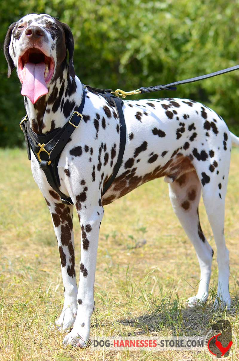 Leather Dalmatian 【Harness】 for Tracking Custom dog
