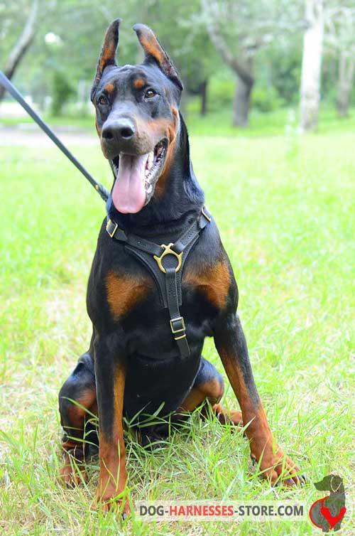 Tracking Leather Doberman Harness with Comfortable Shape for Moving Freely