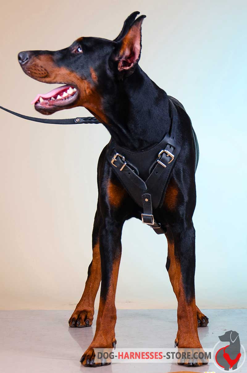 doberman harness leather dog protection solid training harnesses nickel hardware agitation walking custom