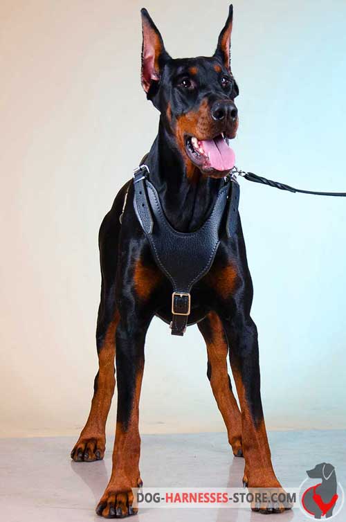 Comfortable Doberman leather dog harness for daily walking 