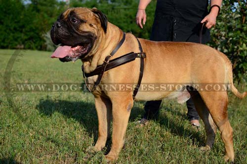 Pulling Leather Dog Harness With Soft Thick Felt Padding